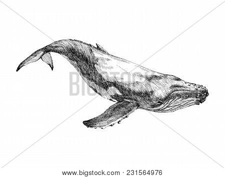 Whale Water Animal Engraving Illustration. Hand Drawn Image