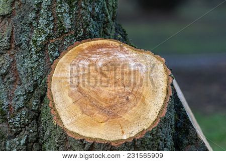 Close-up of Tree Ringe / Annual Rings of a Tree. View to round Annual Rings of a Big Tree. Nature and Tree Backgrounds.