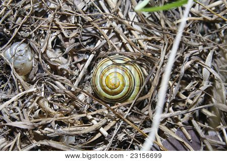 Blanco Lipped caracol