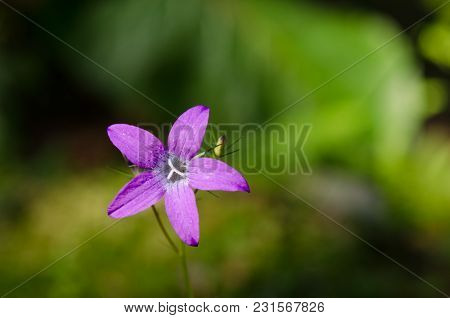 A Flower Of A Spreading Bell In The Wild. Blue-violet Flower In Green Grass. Natural Background. A F