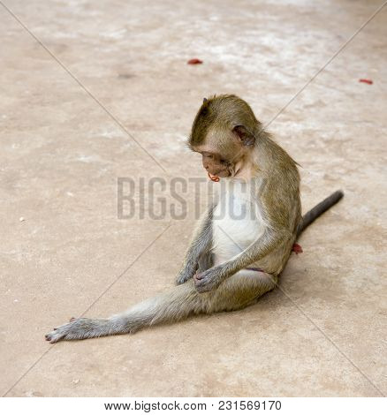 Kanchanaburi,thailand- February 19,2018: Monkey With A Barrette In His Mouth Near The Temple Of Wat 