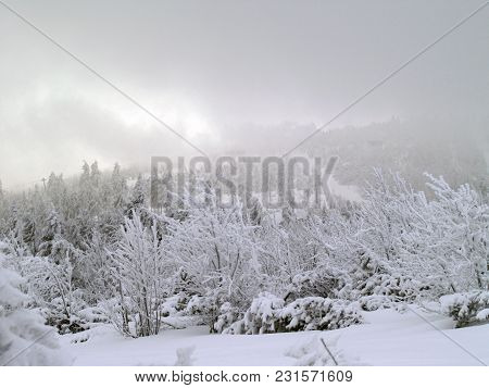 Snow Cloud Winterstorm Forest Winter Landscape Trees