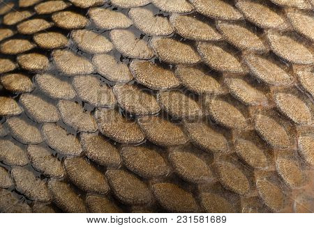 Сarp River Fish Squama Closeup Detail Background