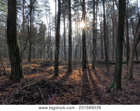 Sun Light And Colorful Trees In Forest At Beskid Mountains Near Goczalkowice Reservoir At Poland Wit