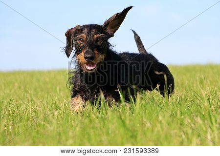 Funny Wire Haired Dachshound Is Running In The Garden