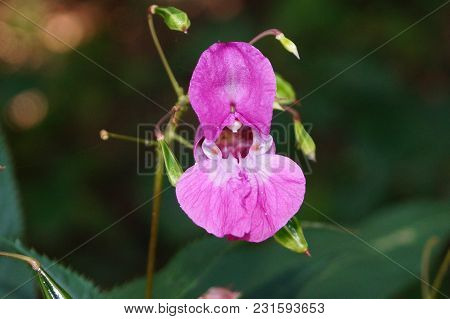 The Orchid Wildflower Lamiaceae Growns Next To Wet Places