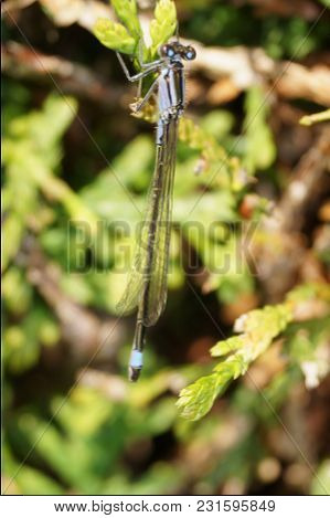 Dragonfly - Coenagrion Pulchellum - Dragonflies Beautiful Insects