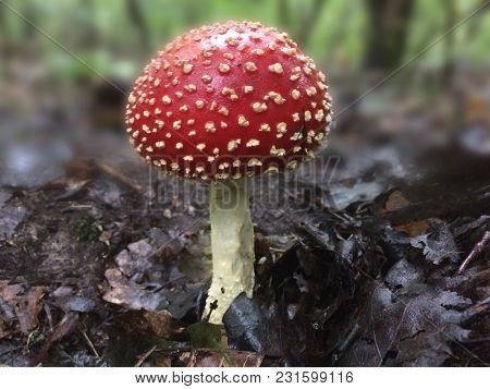 Amanita Fly Agaric Mashroom In The Forest.