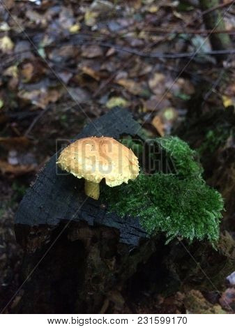 Mashroom On The Moss In The Forest.
