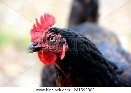 A Black And Orange Hen Giving The Photographer The Stink Eye!
