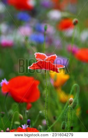 Blurry Purple And Light Blue Cornflowers With Selected Focus On Red Poppy In The Middle. Meadow In G
