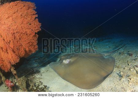 Jenkin's Ray (Stingray or Whipray)
