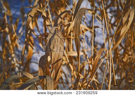 The Stems Of Plants In Winter On A Blurred Background