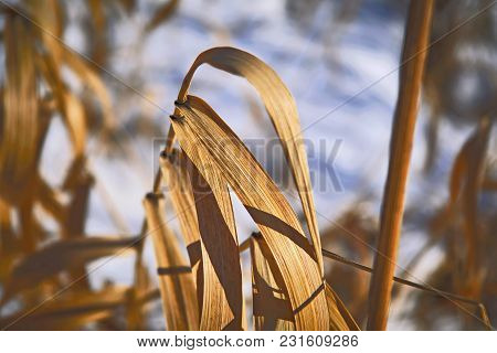 The Stems Of Plants In Winter On A Blurred Background