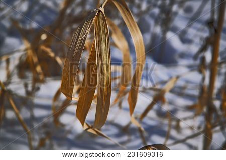 The Stems Of Plants In Winter On A Blurred Background