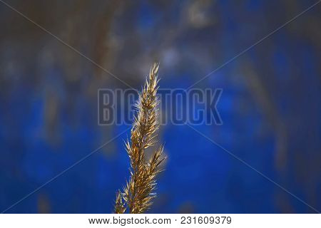 The Stems Of Plants In Winter On A Blurred Background