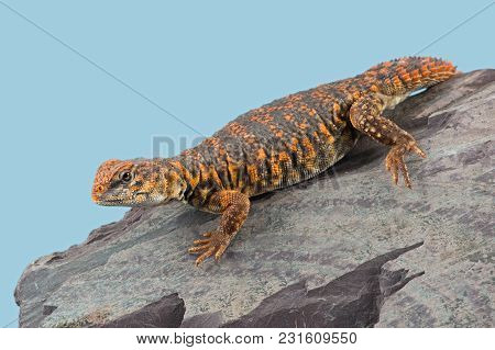 Saharan Spiny Tailed Lizard (uromastyx Geyri) Basking On Rock