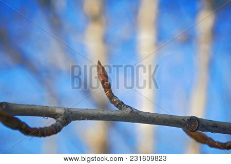 Swelling Buds On A Tree In Early Spring Close-up