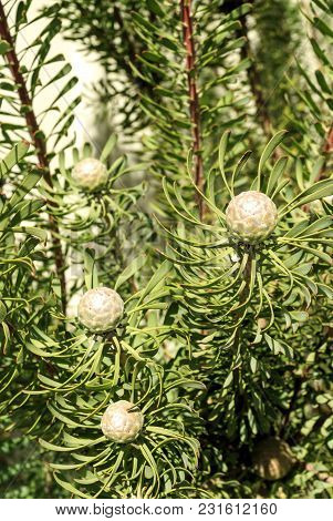 Protea Purple Haze, Leucadendron Galpinii, Is A Small Evergreen Shrub With A Striking Purple Foliage