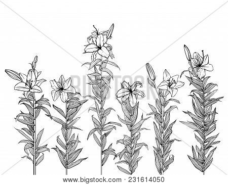 Vector Image Of Six Lilies In Graphic Black And White Style