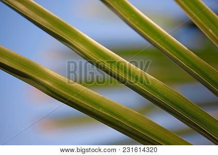 Beautiful Green Chamaerops Fan Palm Leaves With A Blue Sky Background, Selective Focus And Space For