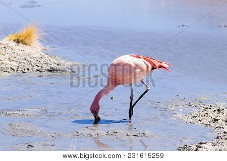 Laguna Hedionda Flamingos, Bolivia.  Andean Wildlife. Bolivian Lagoon