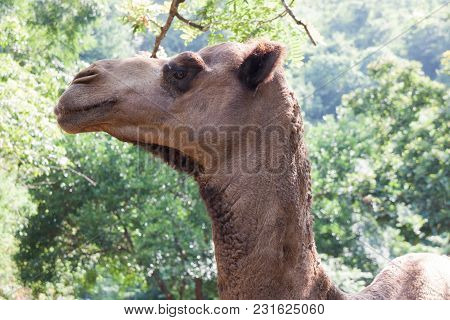 Portrait Of Camel Close-up In Green Forest