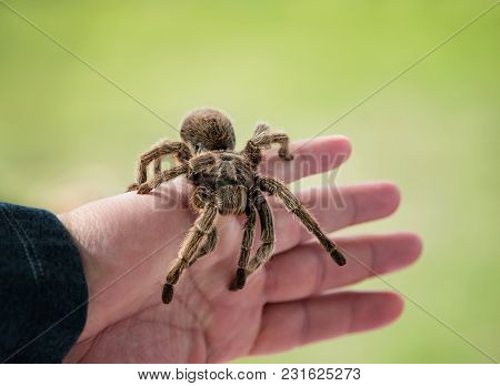 Hand Holding A Tarantula. Chilean Rose Hair Tarantula (grammostola Rosea) Is A Common Pet Spider. Na