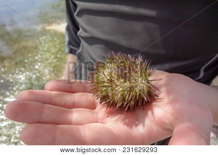 A Curious Child Holds A Sea Urchin Carefully In His Hand Near The Ocean In The Cayman Islands In The