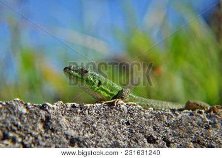 The Green Lizard With Long Tail Enjoys The Sun. Creepy In The Wild Nature. Wild Life Next To Man