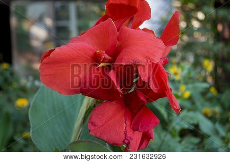 Canna Flowers. Garden Red Flower. Blossom. On The Background With Green Herbs Behind