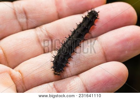 Lemon Pansy Caterpillar