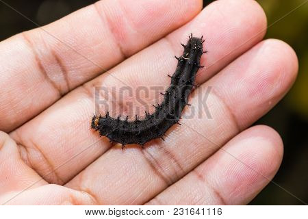 Lemon Pansy Caterpillar