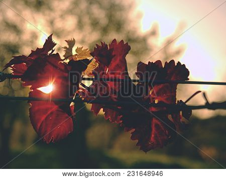 View From Bellow  At Carst Vineyard In Autumn Colors At Sunset. Red Orange Leaves On Steel Wires