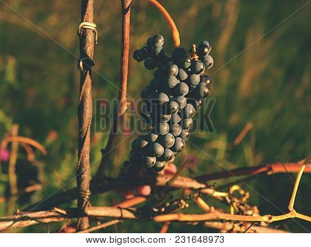The Vine Grapes In Vintage Autumn Before Harvest, Ripening On Ice Wine . Red Grape Vines Hanging In 