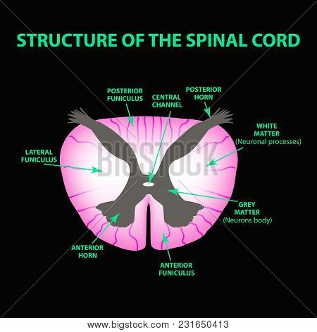 The Structure Of The Spinal Cord. Infographics. Vector Illustration On Black Background