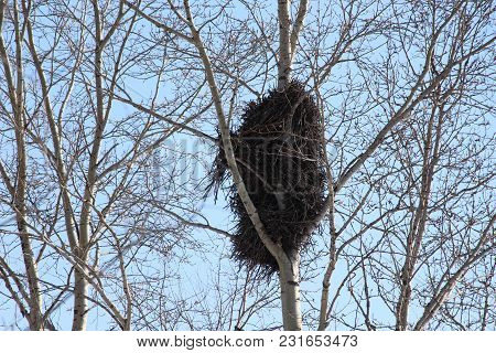 Big Bird Nest On A Tree / Season Of Spring / Bird`s Nest On A Blue Sky Background
