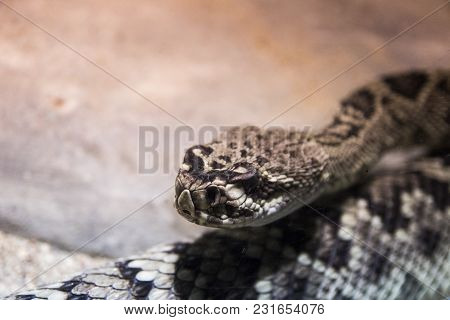 Big Snake Looking On A Peoples From His Place In Zoo