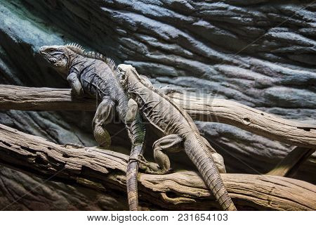Two Huge Adult Iguana Resting In The Zoo's Terrarium. Wild Nature.