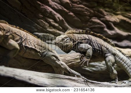 Two Huge Adult Iguana Resting In The Zoo's Terrarium. Wild Nature.