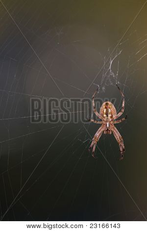 Orb-web ragno appeso dal Web su uno sfondo scuro