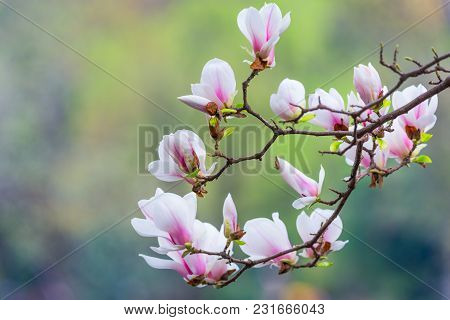 Magnolia Denudata Flowers In Springtime In Chengdu, China