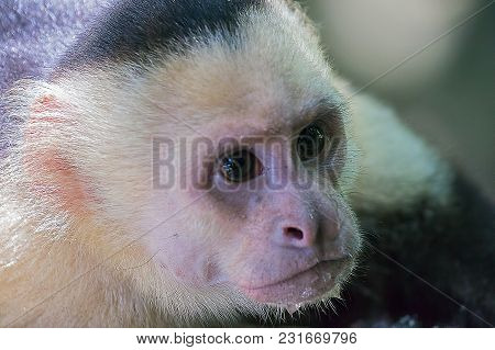 Close-up On White-headed Capuchin Monkey In National Park Manuel Antonio - Costa Rica