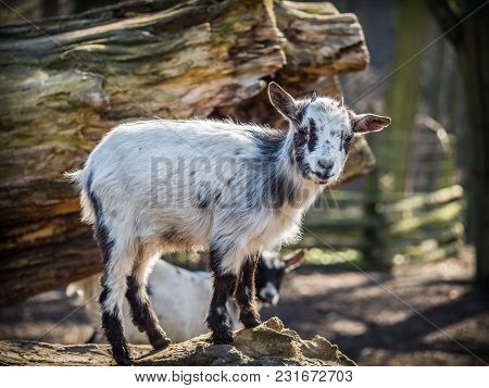 Cute Baby Goat Standing On A Tree Trunk On A Sunny Spring Day