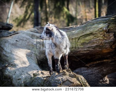 Cute Baby Goat Standing On A Tree Trunk On A Sunny Spring Day