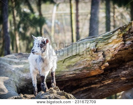 Cute Baby Goat Standing On A Tree Trunk On A Sunny Spring Day