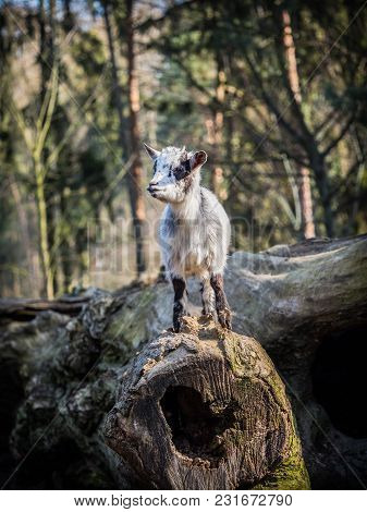 Cute Baby Goat Standing On A Tree Trunk On A Sunny Spring Day