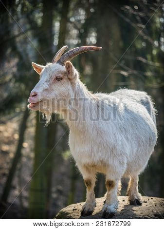 Cute White Male Goat Standing On A Rock On A Sunny Spring Day