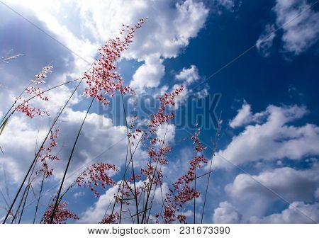 Natal Ruby Grass Flowers In The Bright Sunlight And Fluffy Clouds In Blue Sky