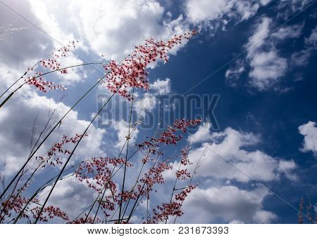 Natal Ruby Grass Flowers In The Bright Sunlight And Fluffy Clouds In Blue Sky